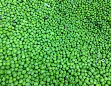 Olive Nocellara del Belice ammassate (frantoio Cavarretta)